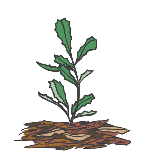 Native seedling planted in mulch