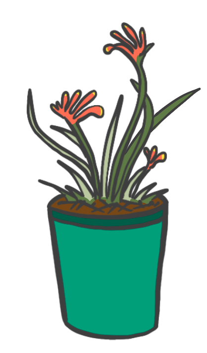 Native plant in a pot