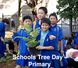 Schools Tree Day lesson plans Primary Unit